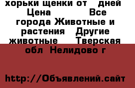 хорьки щенки от 35дней › Цена ­ 4 000 - Все города Животные и растения » Другие животные   . Тверская обл.,Нелидово г.